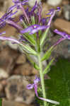 Rose verbena